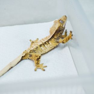 트라이 익스트림할리퀸 드리피