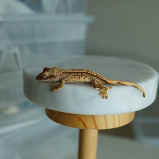 트라이