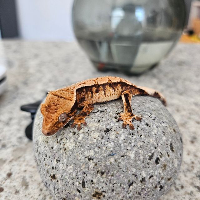 트라이
