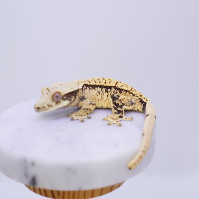 트라이 화이트스팟