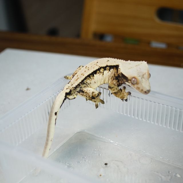 트라이