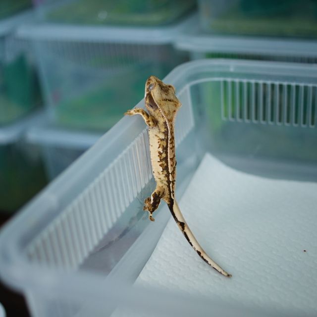 트라이