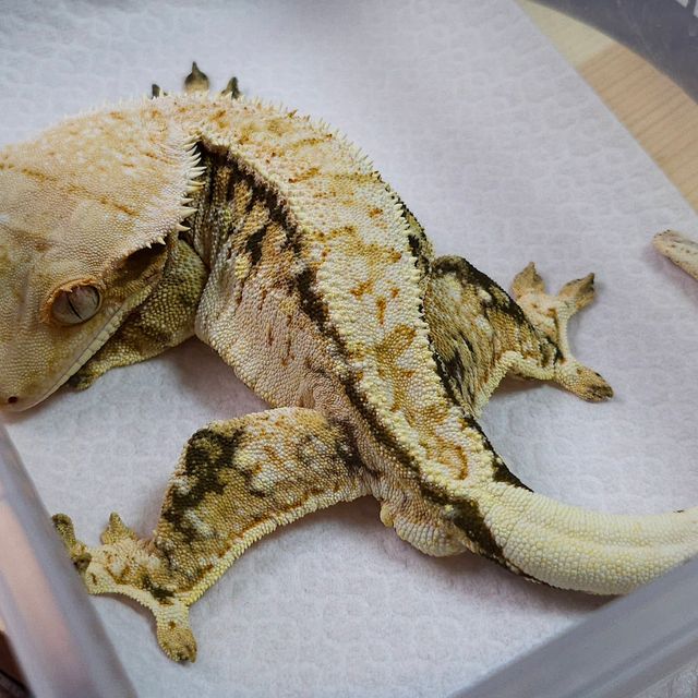 트라이