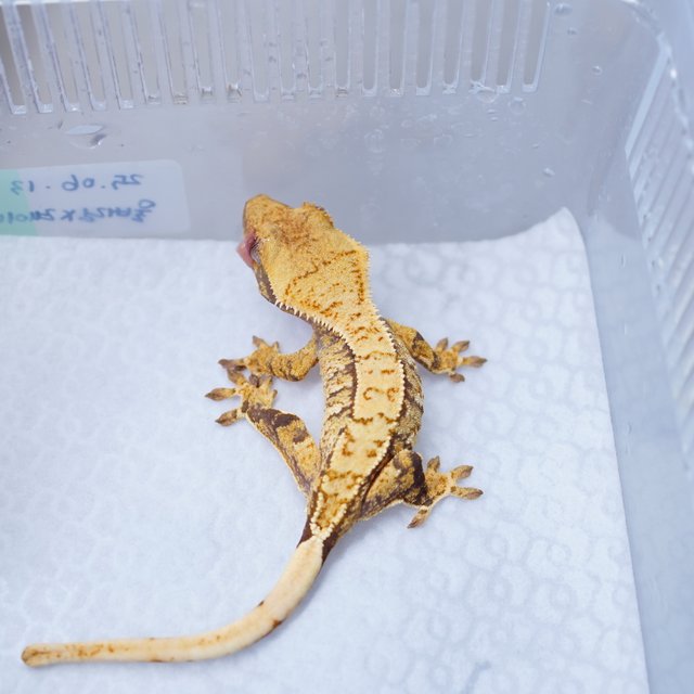 트라이