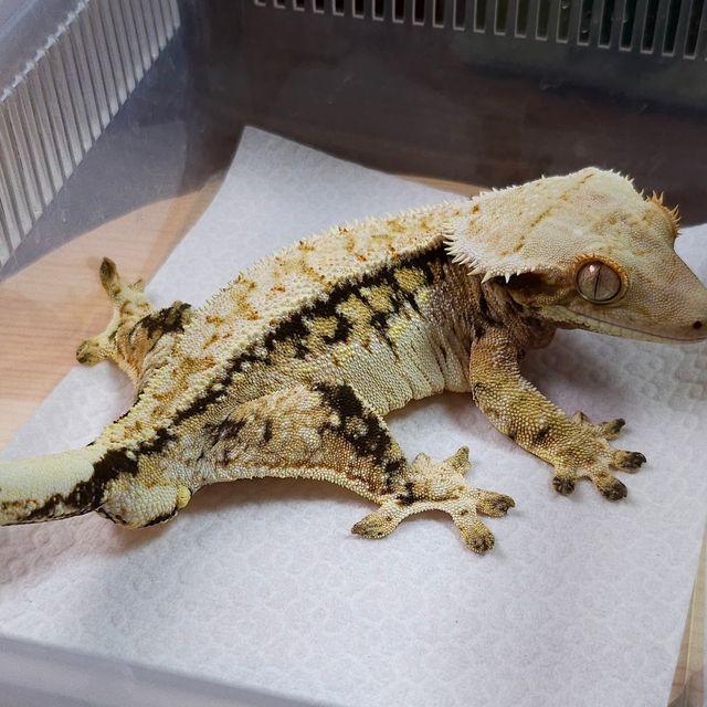트라이