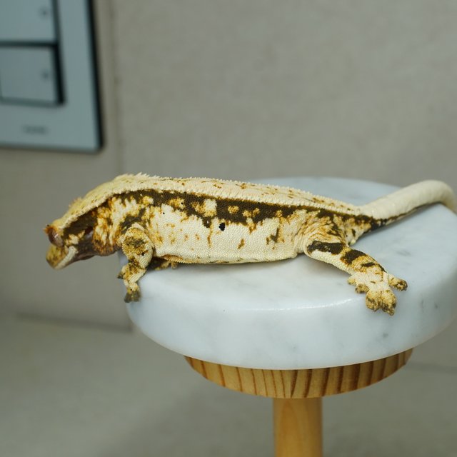 노멀 트라이 핀스트라이프