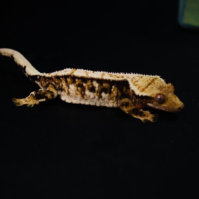 트라이
