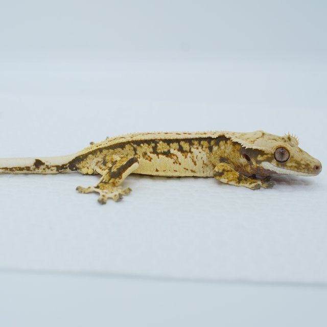 쿼드 핀스트라이프 트라이