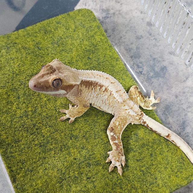 트라이