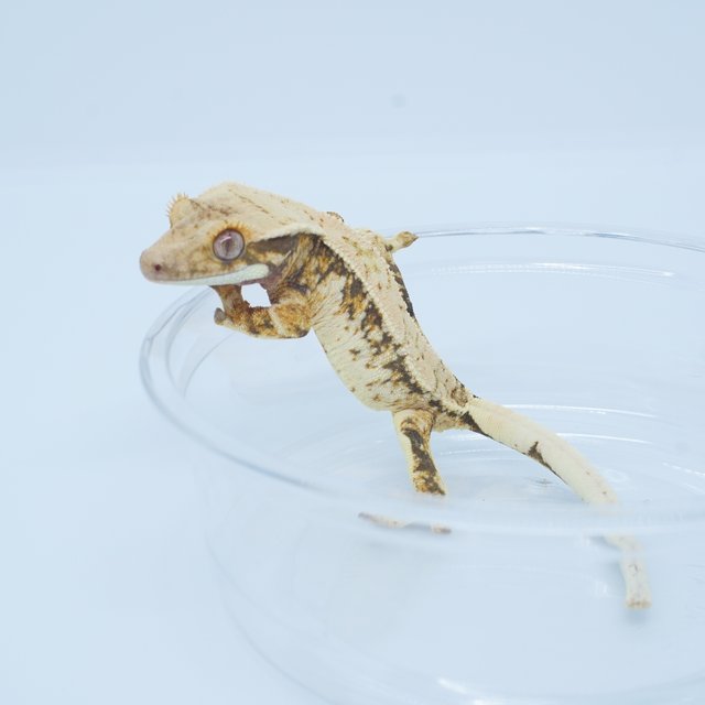 트라이 화이트스팟