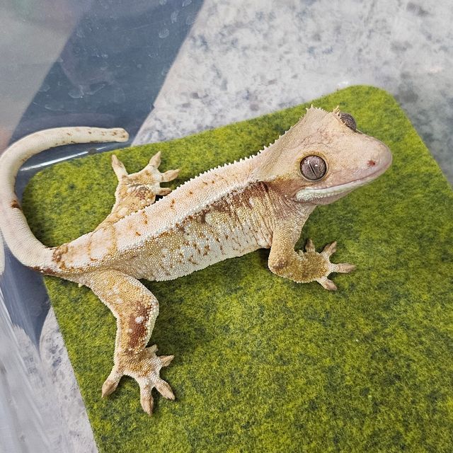 트라이