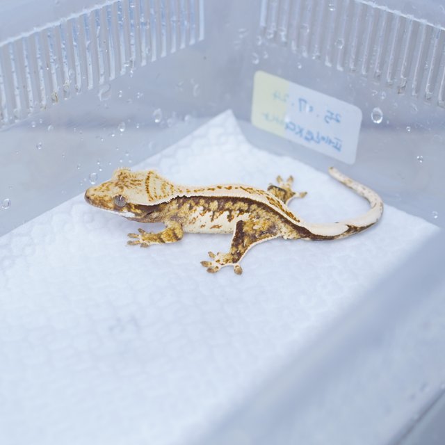 트라이 핀스트라이프