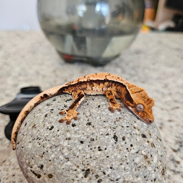 트라이