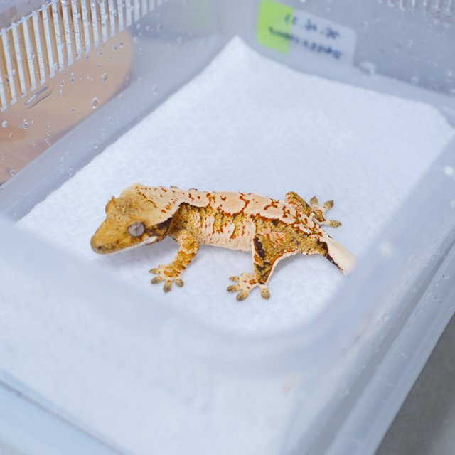트라이