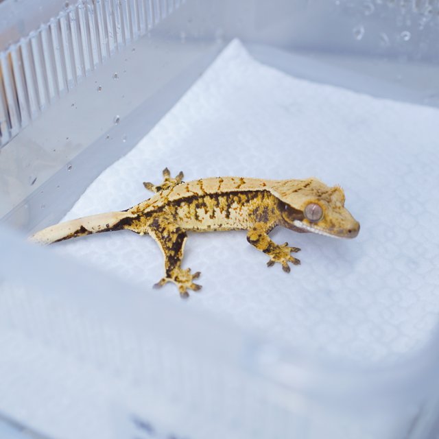트라이