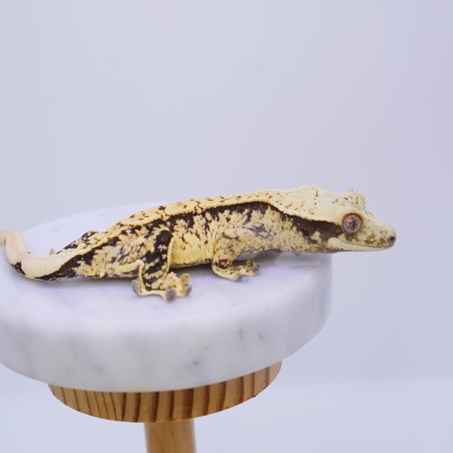 트라이 화이트스팟