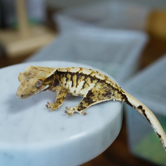 익스트림할리퀸 텐저린 트라이
