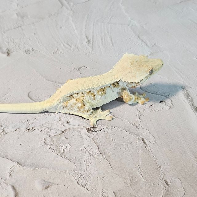 릴리화이트 트라이