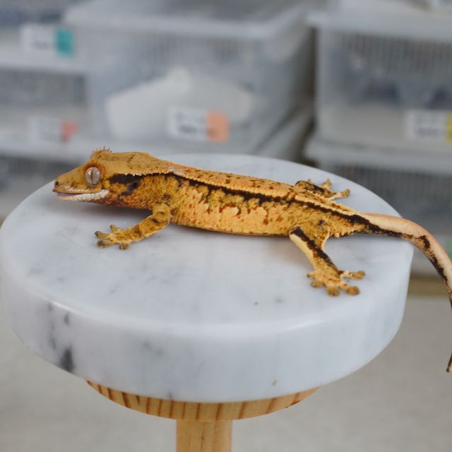 트라이