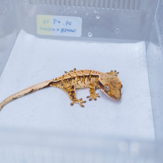 트라이
