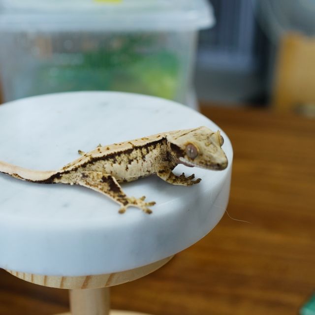 트라이