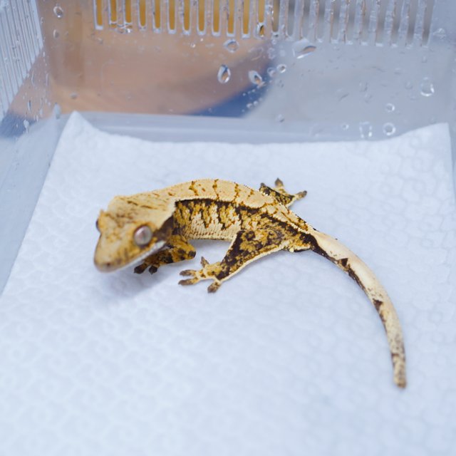 트라이