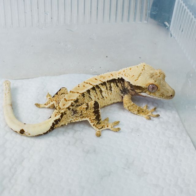트라이