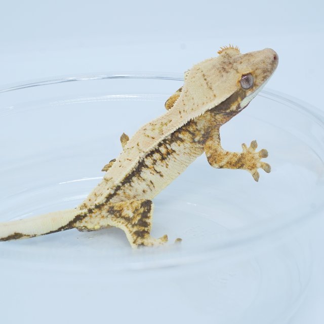 트라이 화이트스팟