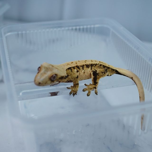 트라이 드리피