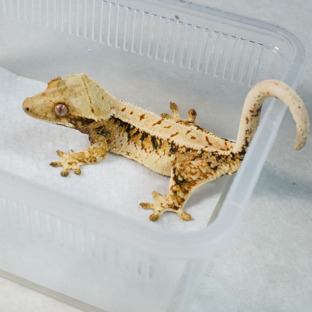 트라이