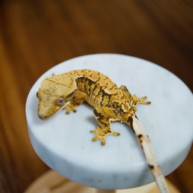트라이 익스트림할리퀸