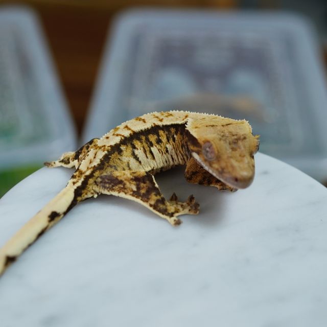 익스트림할리퀸 텐저린 트라이
