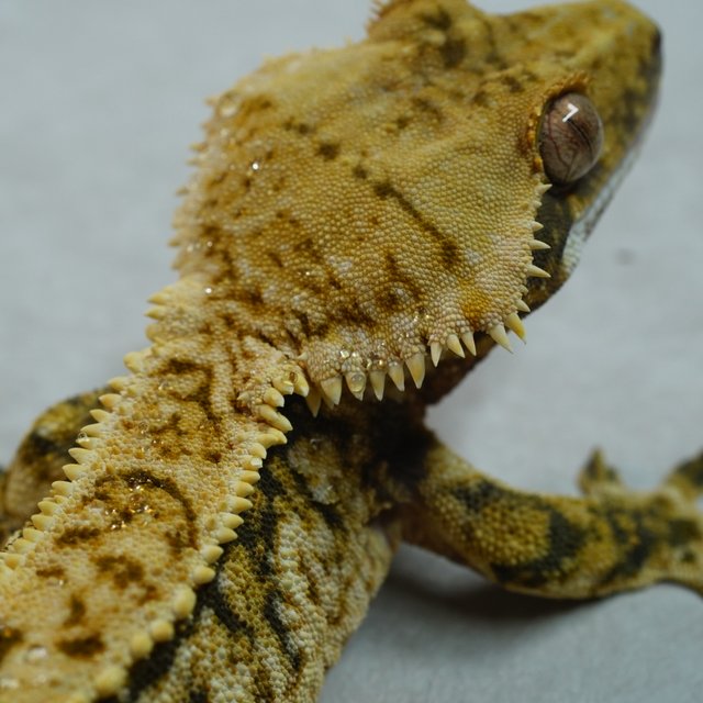 트라이 화이트스팟