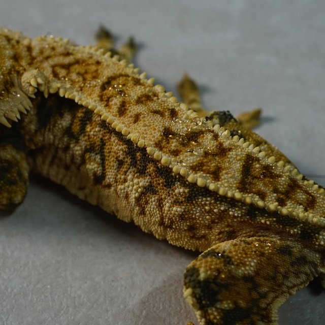 트라이 화이트스팟