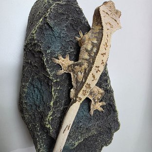 트라이 익스트림할리퀸 풀핀