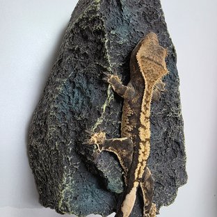 트라이 할리퀸 타이거