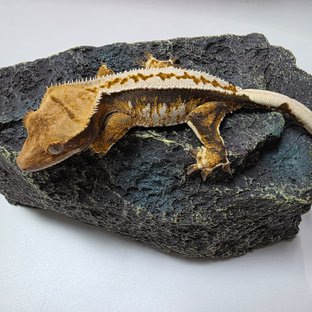 트라이 익스트림할리퀸 풀핀