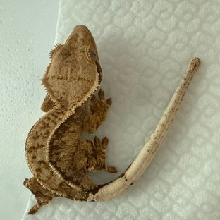 쿼드 풀핀 핀스트라이프