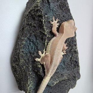 팬텀 릴리화이트