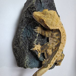 트라이 익스트림할리퀸 핀스트라이프