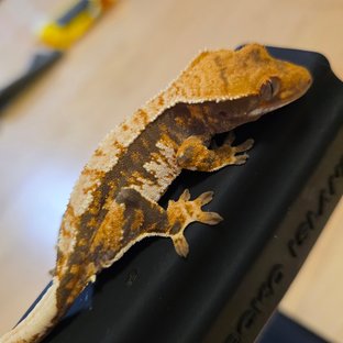 텐저린 타이거 트라이 익스트림할리퀸