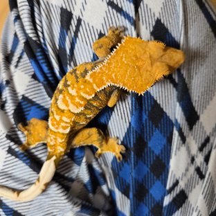 텐저린 타이거 익스트림할리퀸