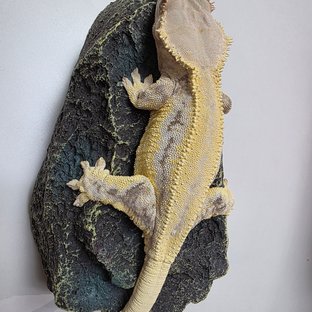 릴리화이트 솔리드백