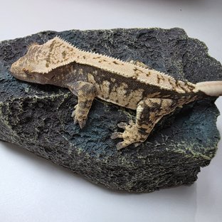 트라이 익스트림할리퀸 핀스트라이프