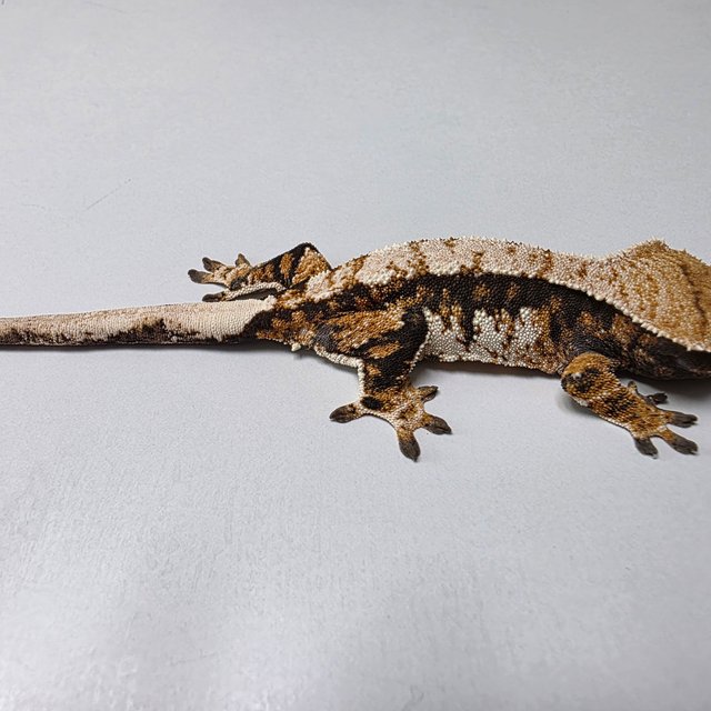 텐저린 타이거 트라이 익스트림할리퀸