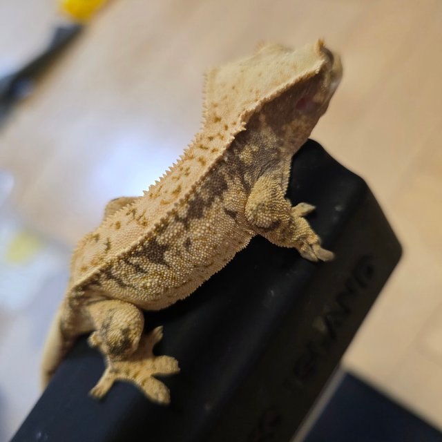 핀스트라이프 풀핀 트라이