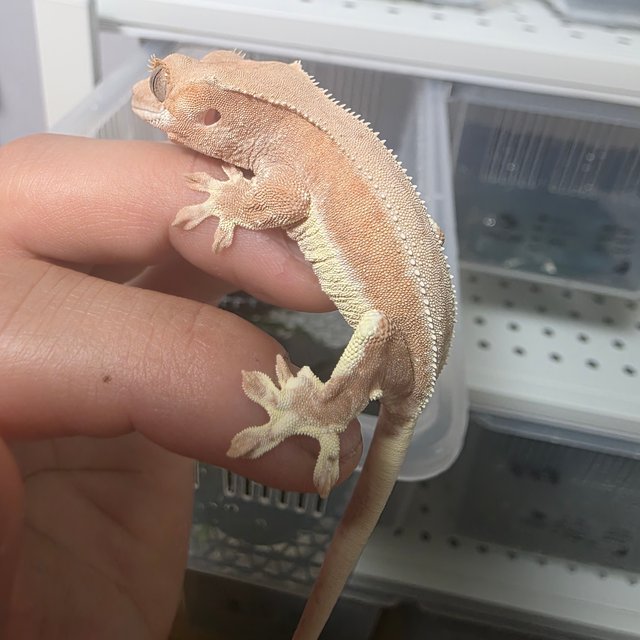 팬텀 릴리화이트