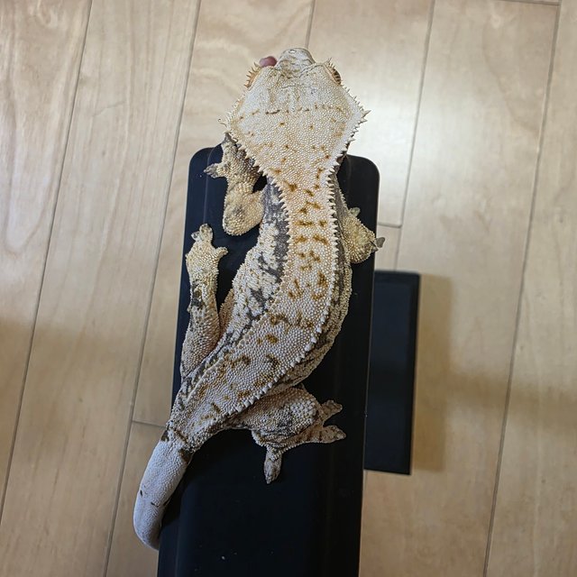 핀스트라이프 풀핀 트라이