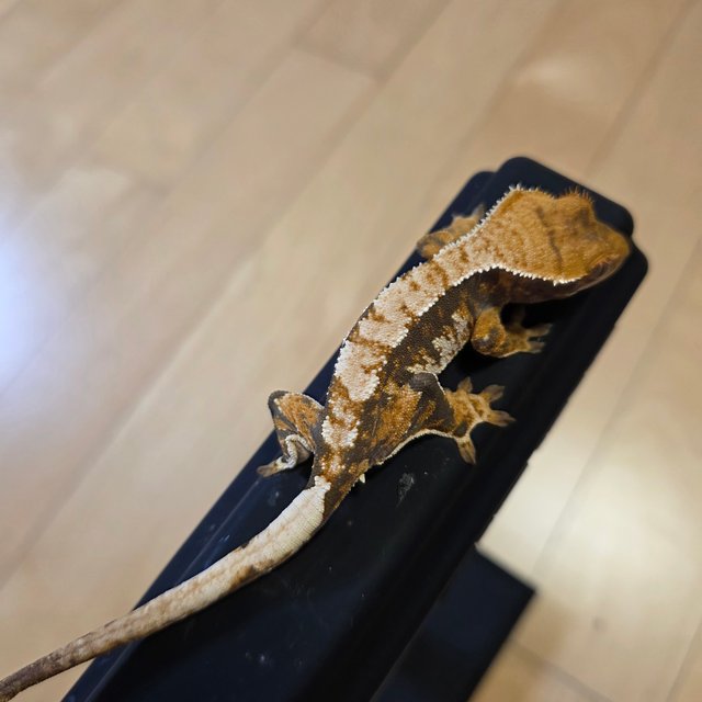 텐저린 타이거 트라이 익스트림할리퀸