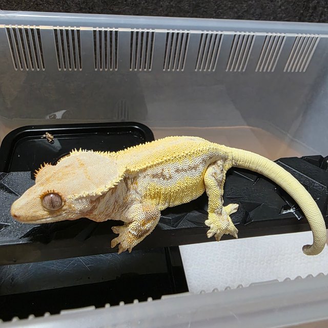 릴리화이트 솔리드백